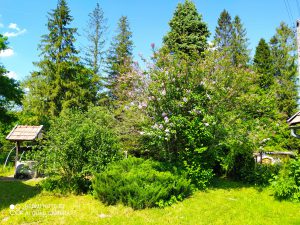 Azyl Wańkowa Ogród